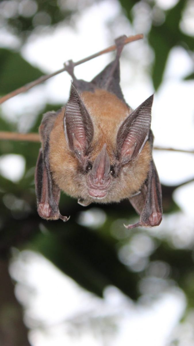 Como e porque estudar morcegos neotropicais?