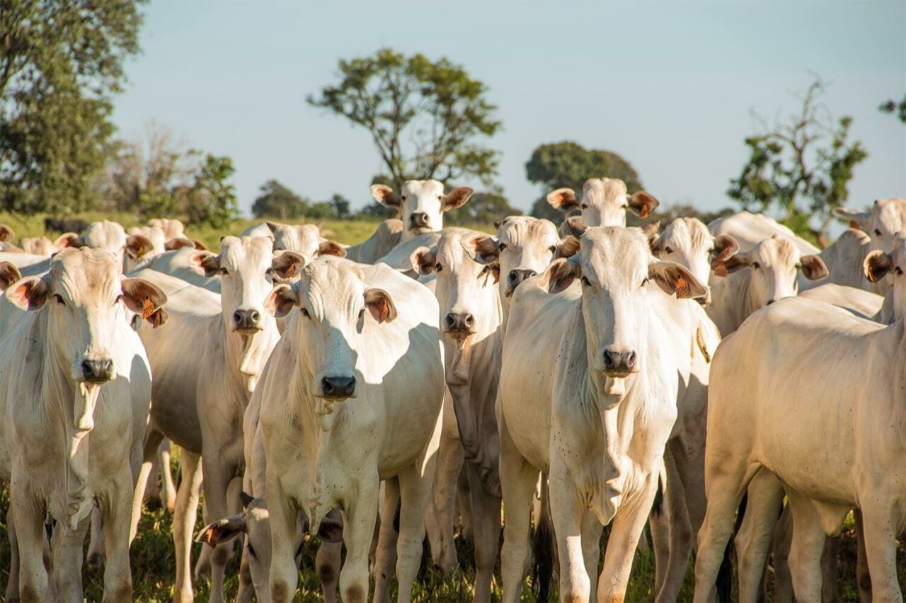 Estratégias Avançadas em Reprodução de Bovinos de Corte: Gestão e Manejo para Alta Performance